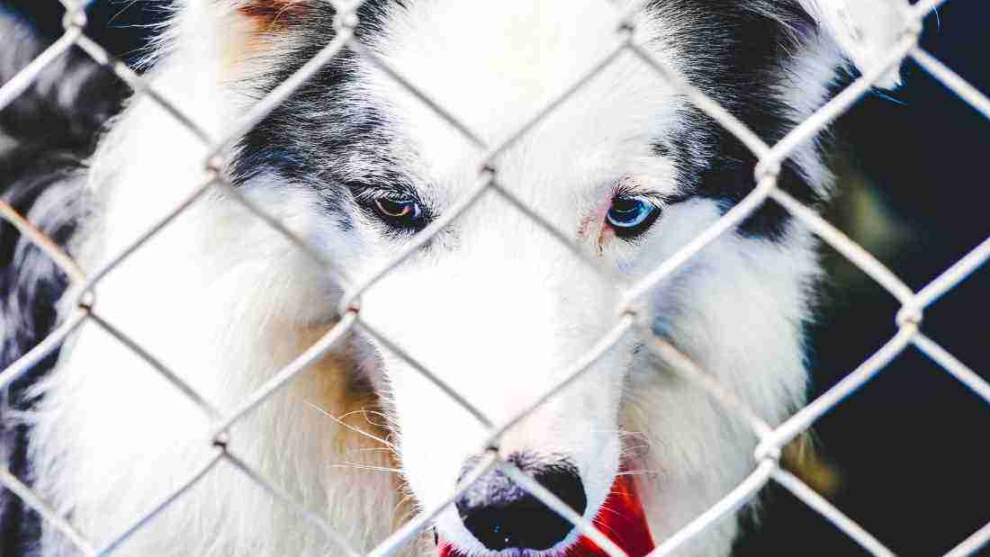A dog locked in a cage