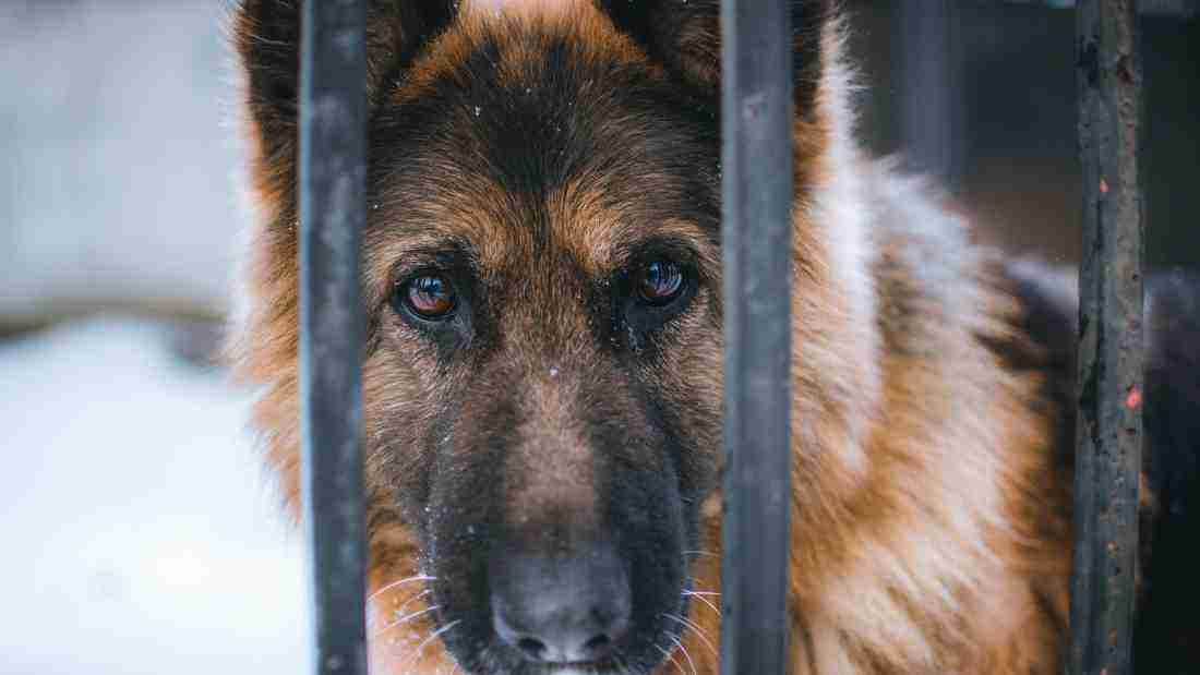 A dog looking out between the bars of his cage