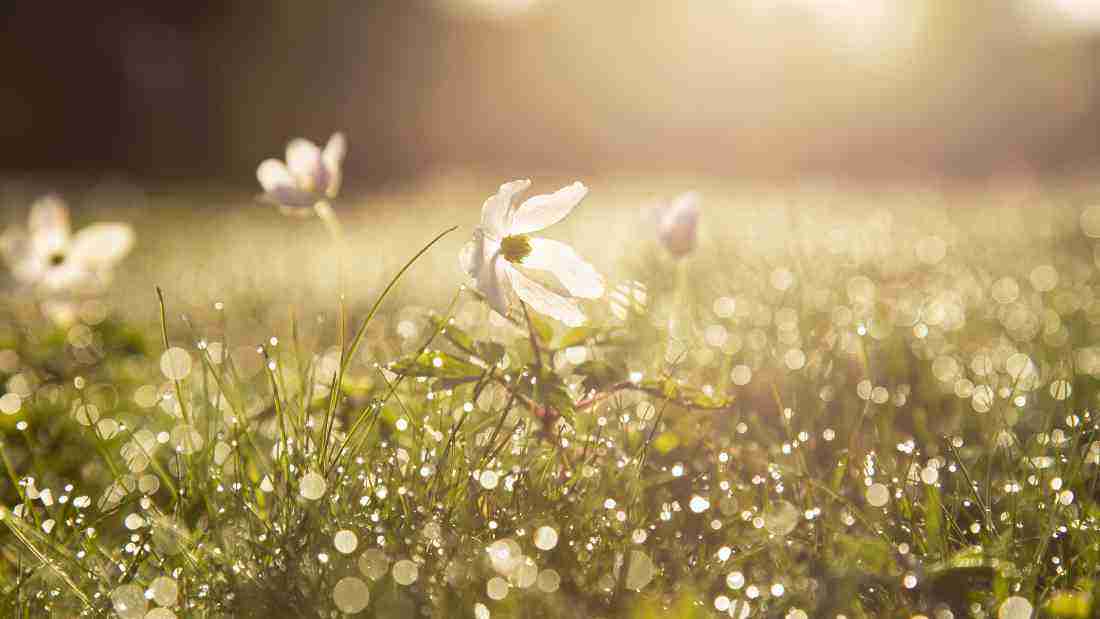 A meadow full of pretty flowers, symbolizing hope for a better future