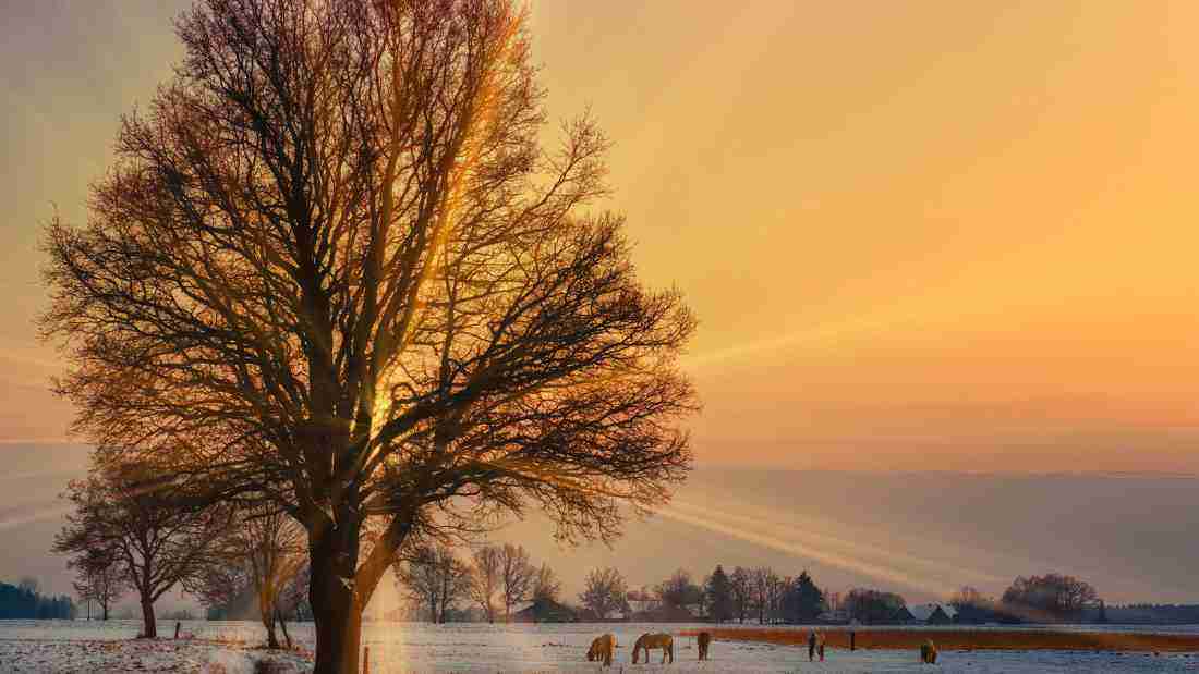 Sunrise seen through an old oak tree - hope for the future