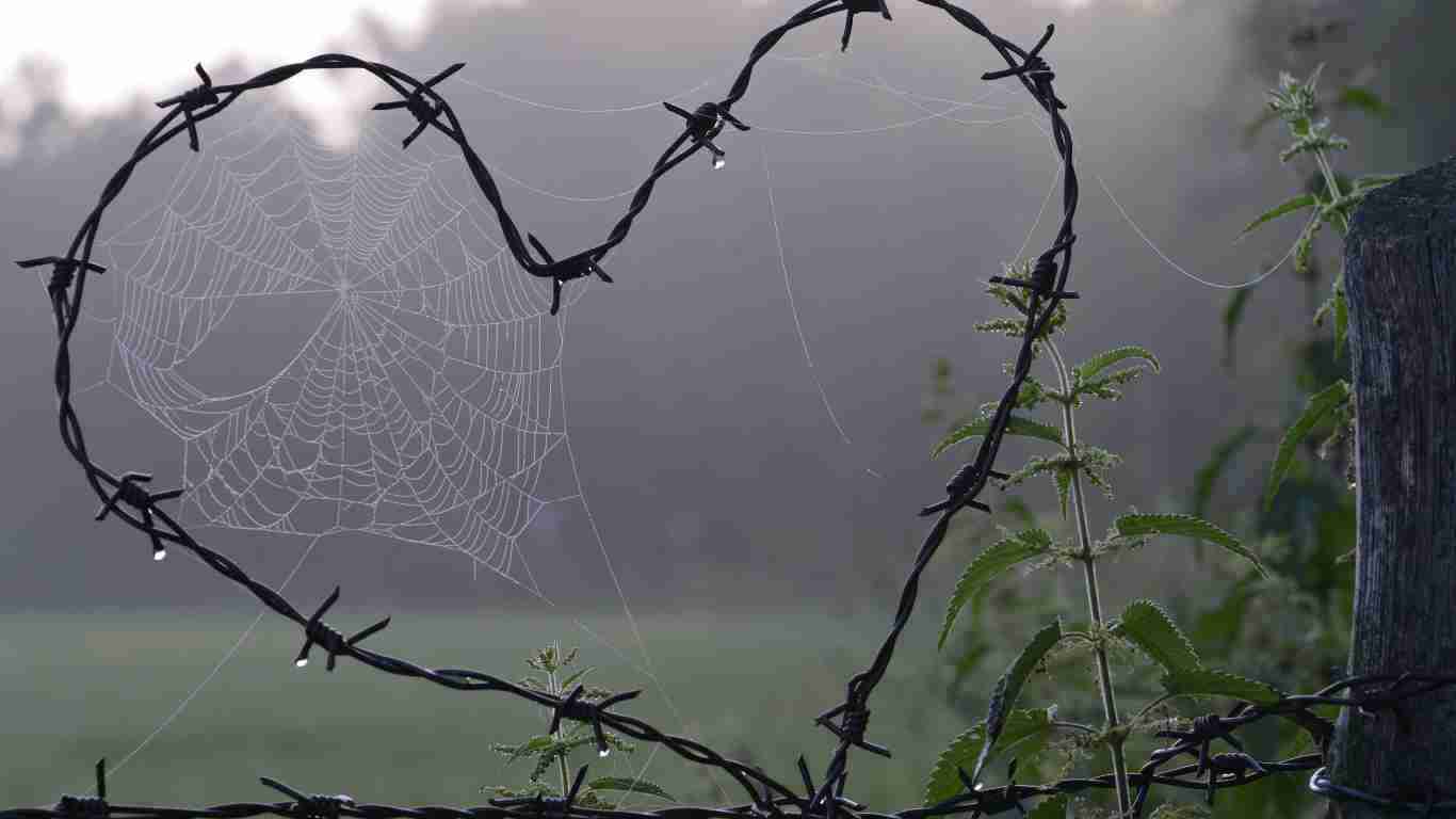 A heart fashioned out of barbed wire