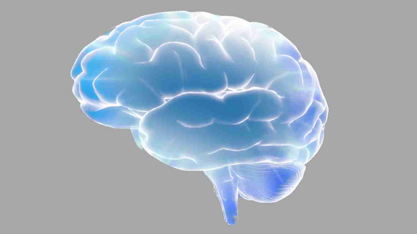 An illustration of the human brain