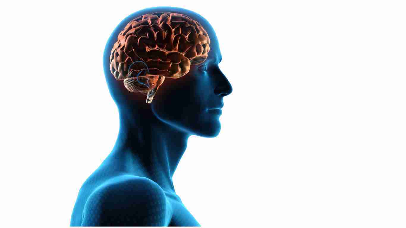 An illustration of the human brain