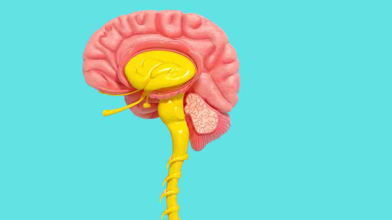 A model of the human brain