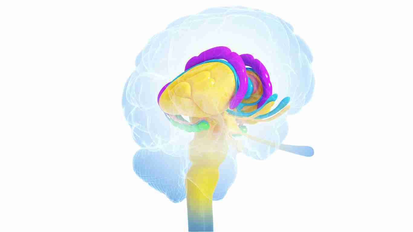 An illustration of a human brain