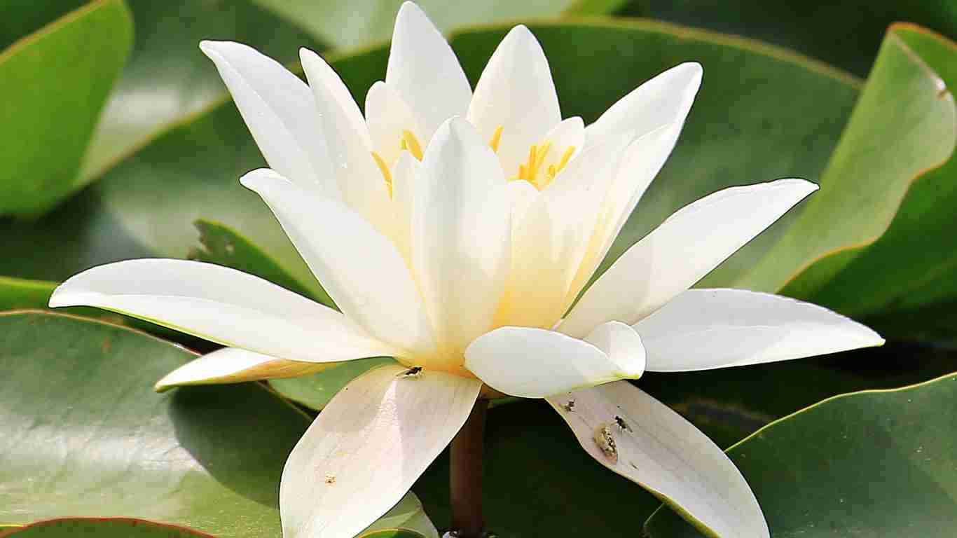 A water lily, symbolizing hope for a better future