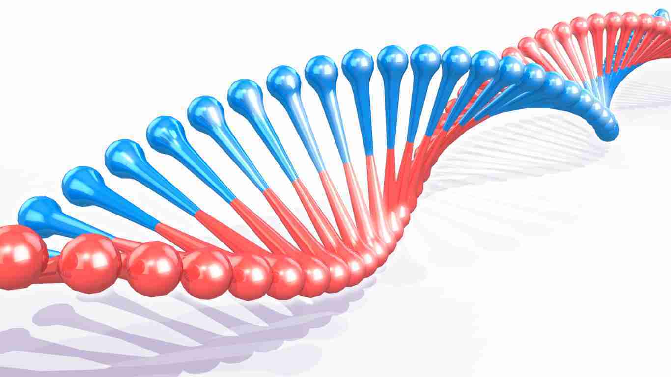 The human DNA spiral