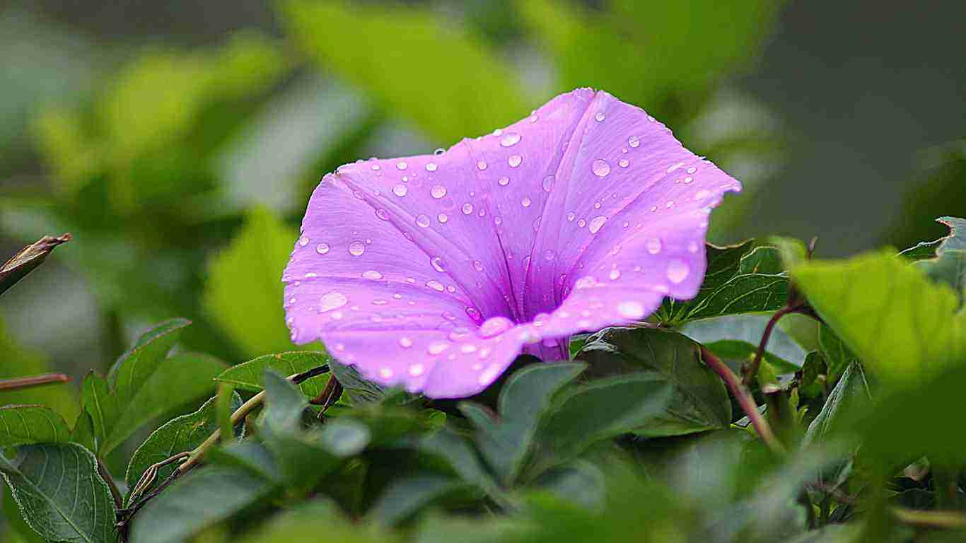 A flower with dew on it, symbolizing hope