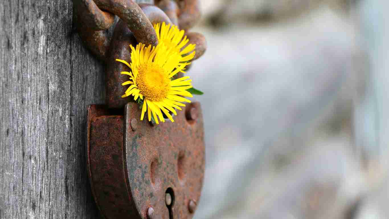 A daisy in an old rusty padlock - hope for a better future