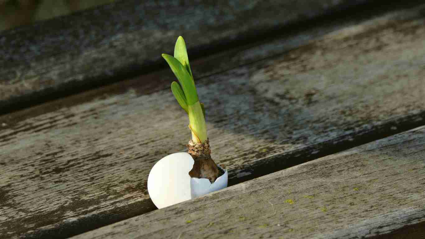 A seedling, signifying hope for a better future