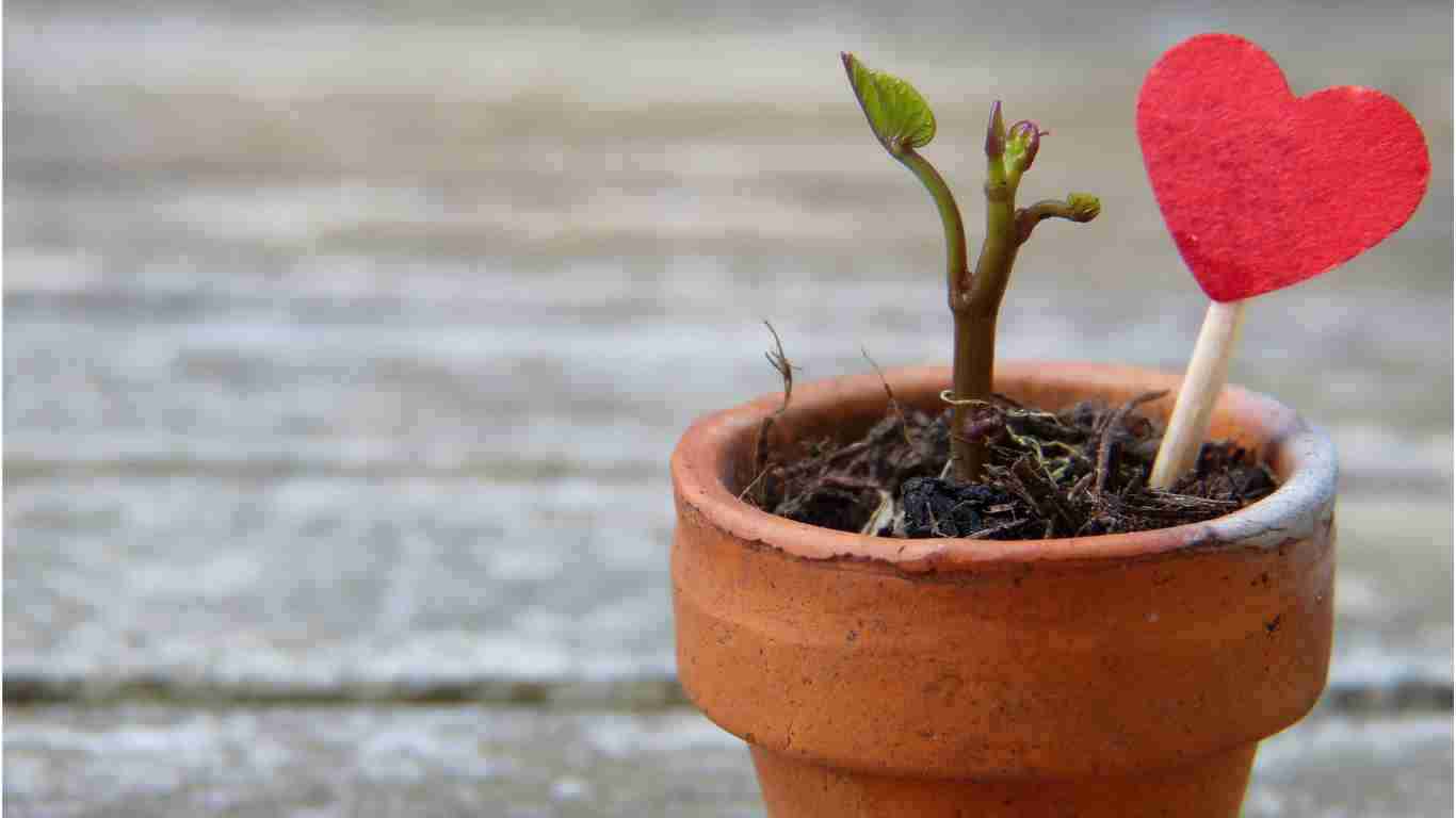 A seedling growing in a terracotta pot