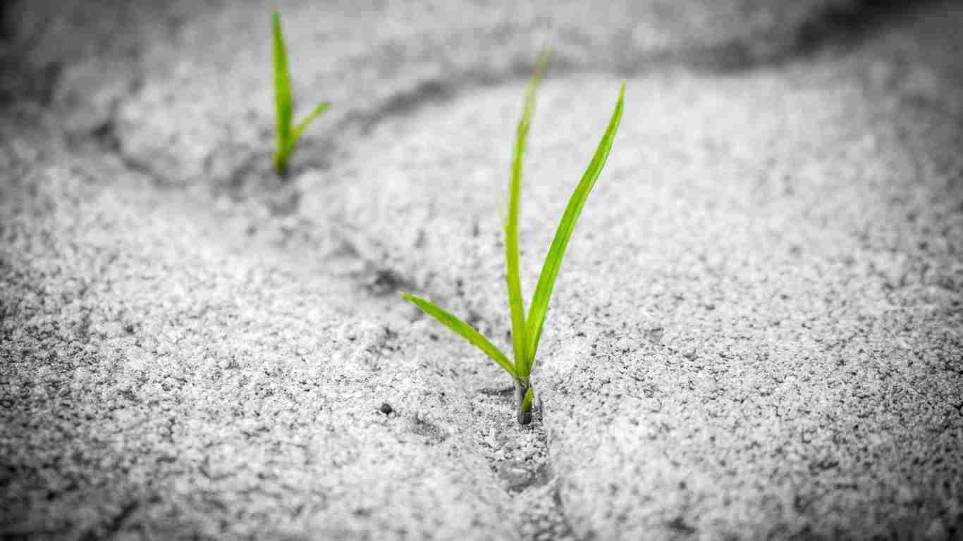 Grass shoots growing out of the snow, indicating hope and resilience