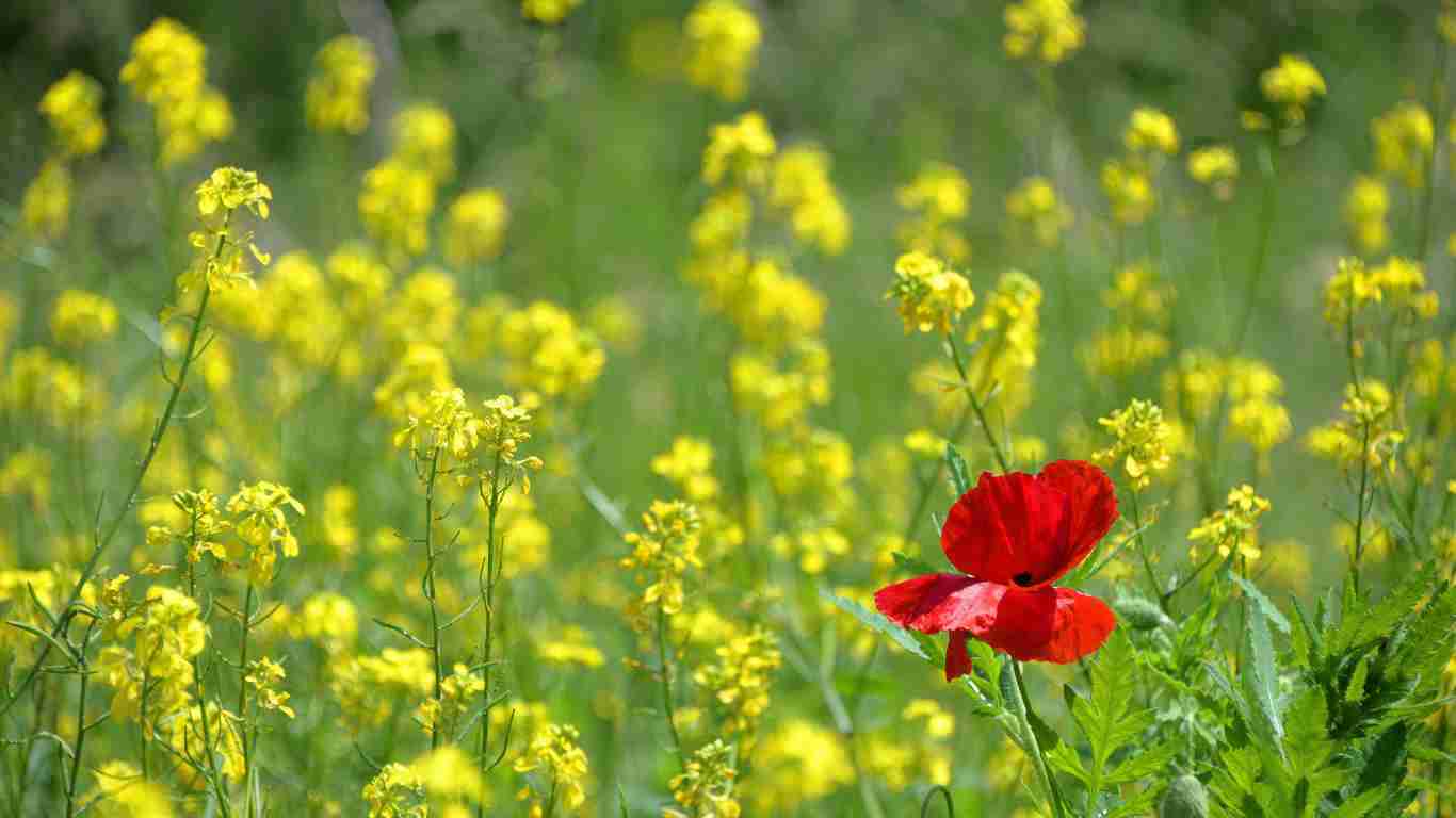 A poppy in a sea of yellow flowers, symbolizing hope
