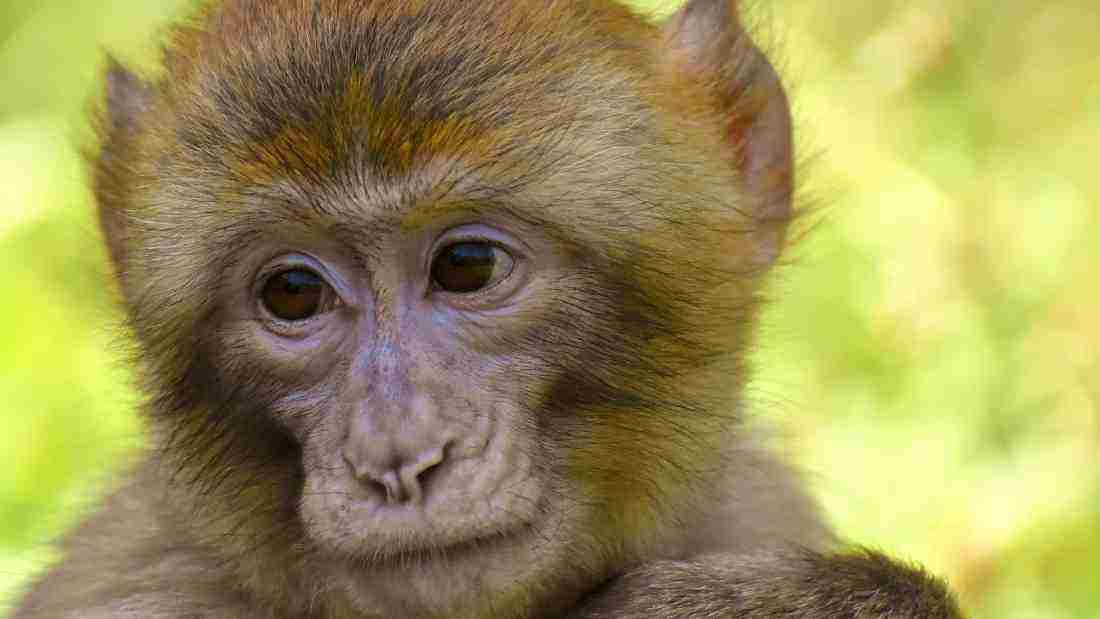A cute baby monkey