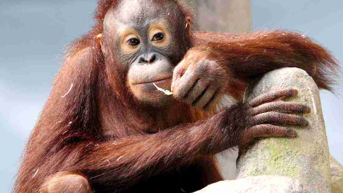 A chimpanzee