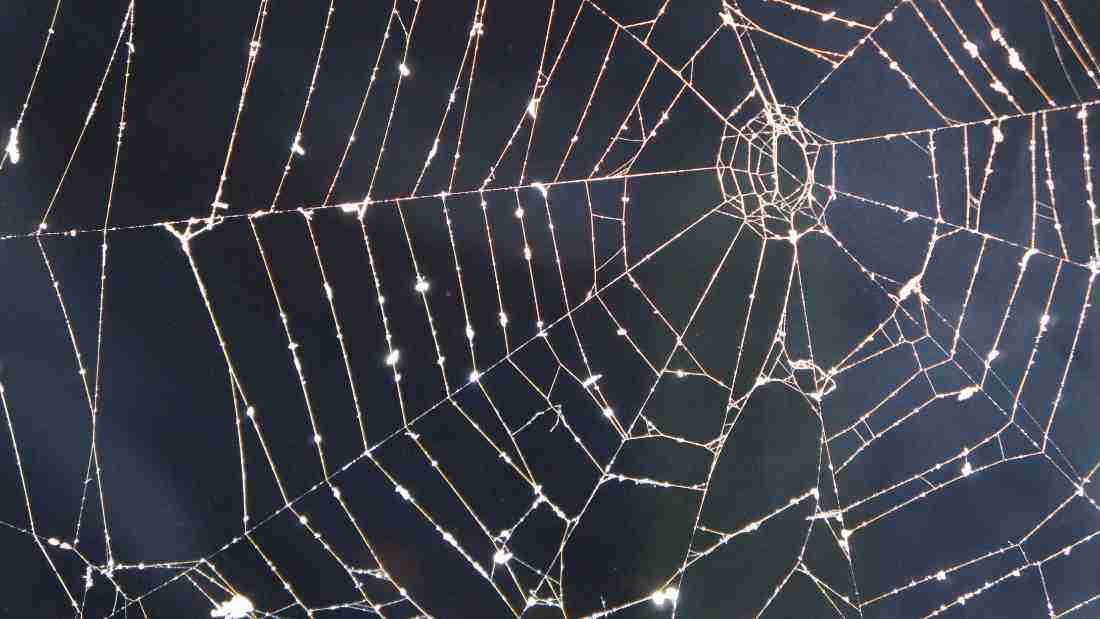 A spider's web
