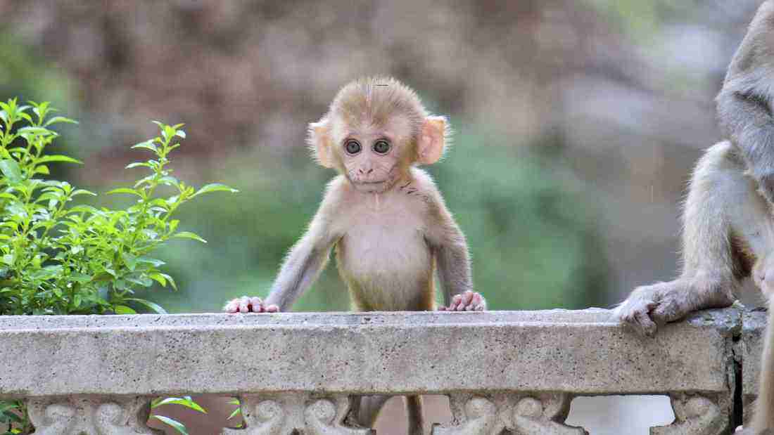 A baby monkey on a low wall