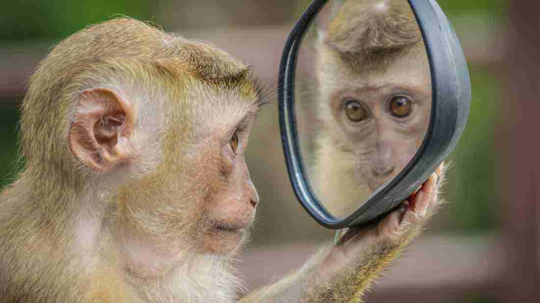 A monkey looking into a mirror