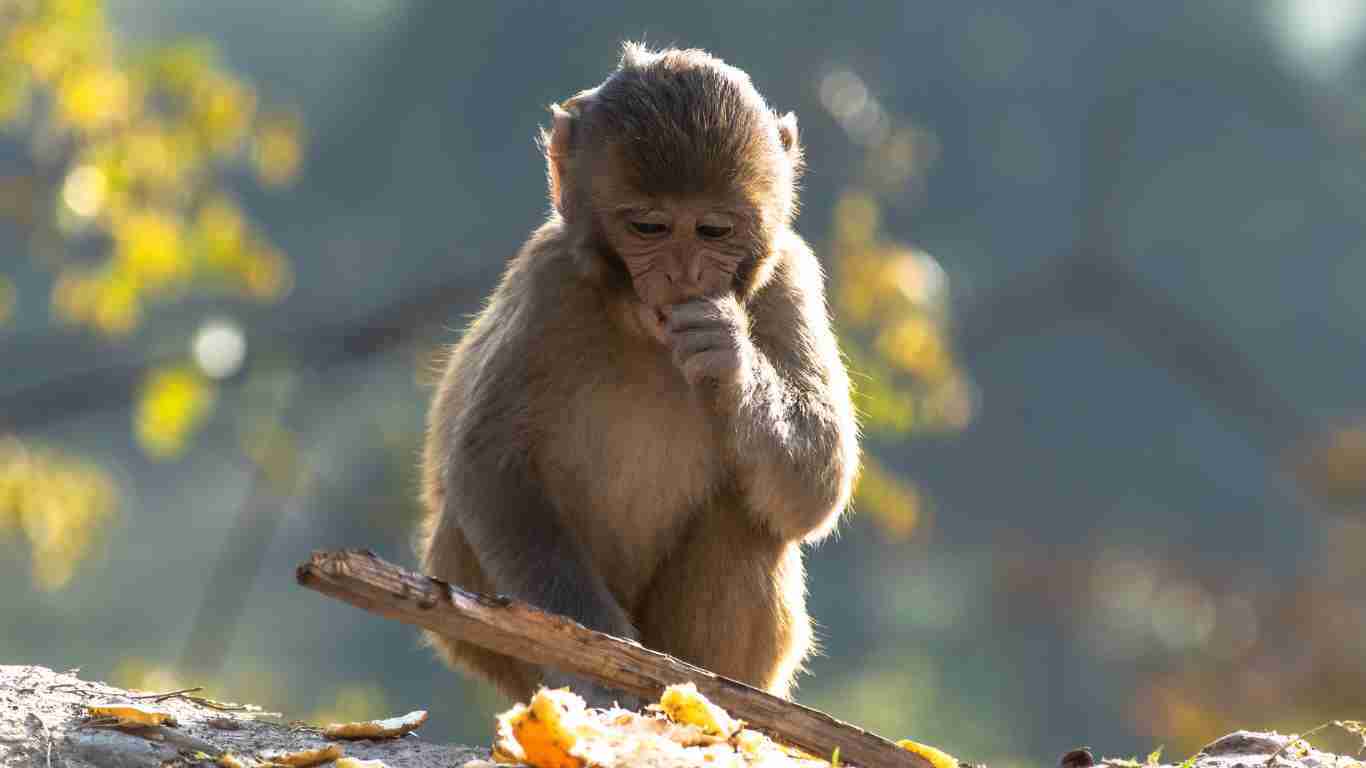 A monkey sitting on a branch