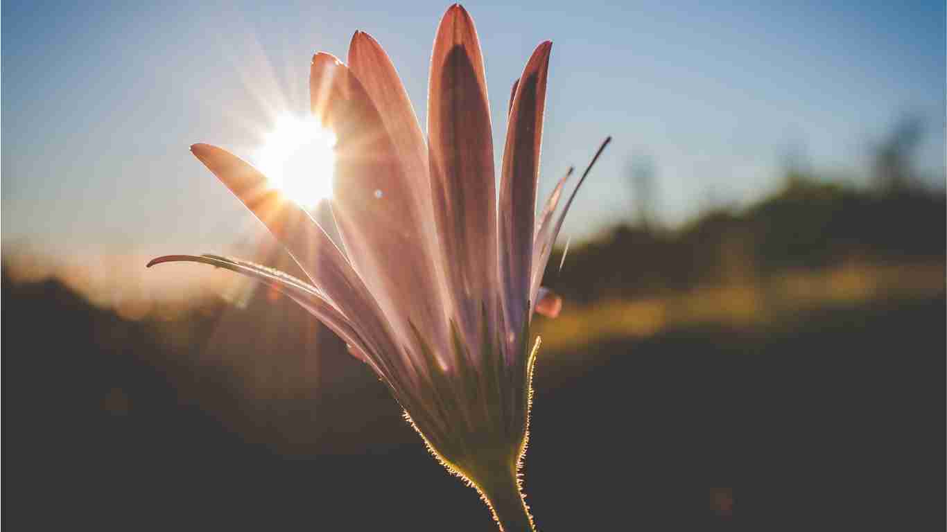 Sunrise seen through the petals of a flower