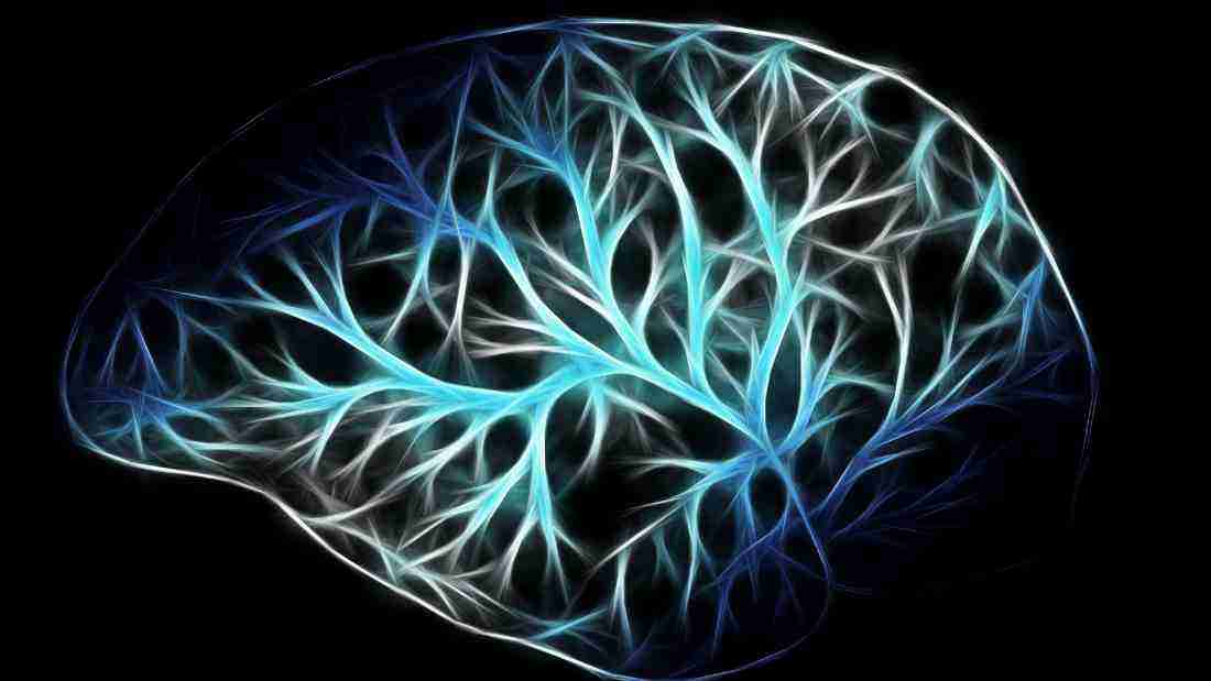 An illustration of the brain, highlighting neuroplasticity