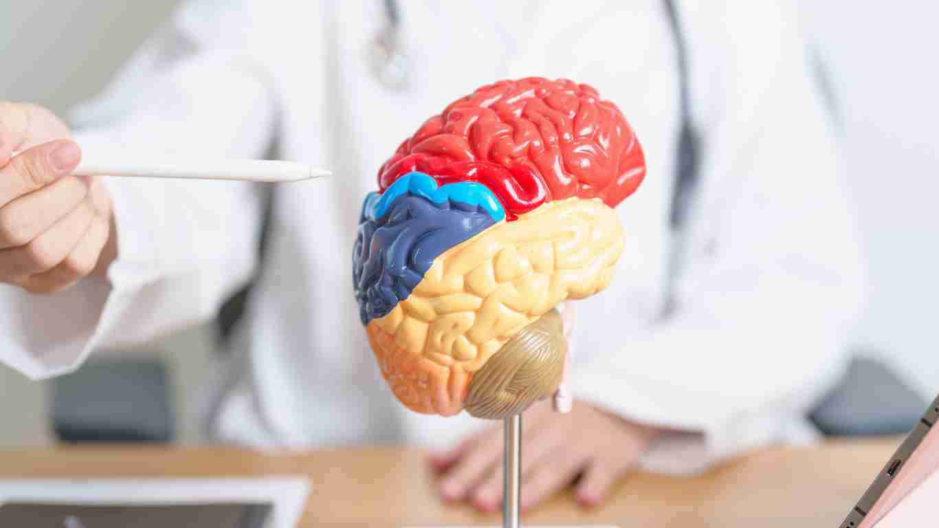A plastic model of a brain
