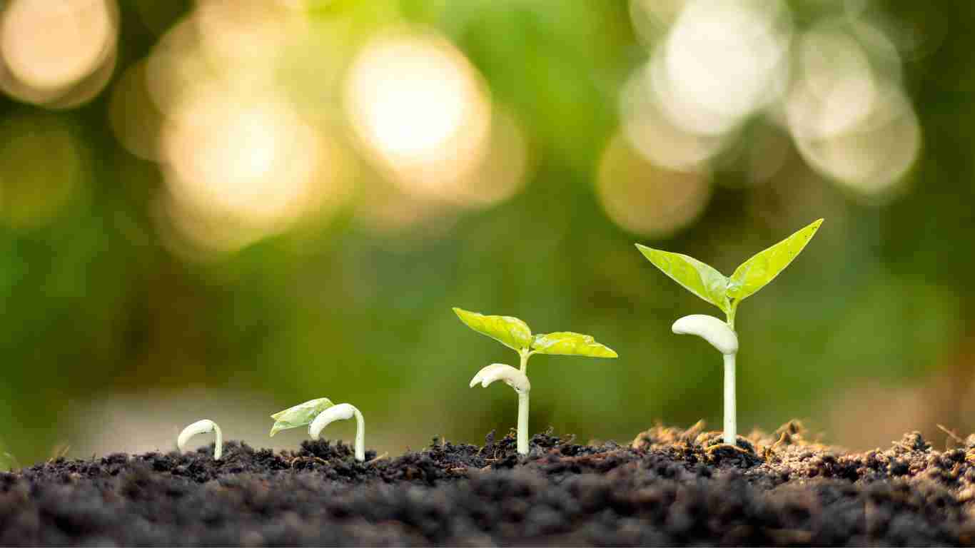 A plant growing from a seedling to a strong plant